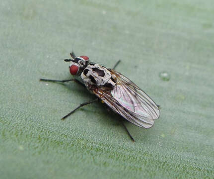 Image of Anthomyia procellaris Rondani 1866