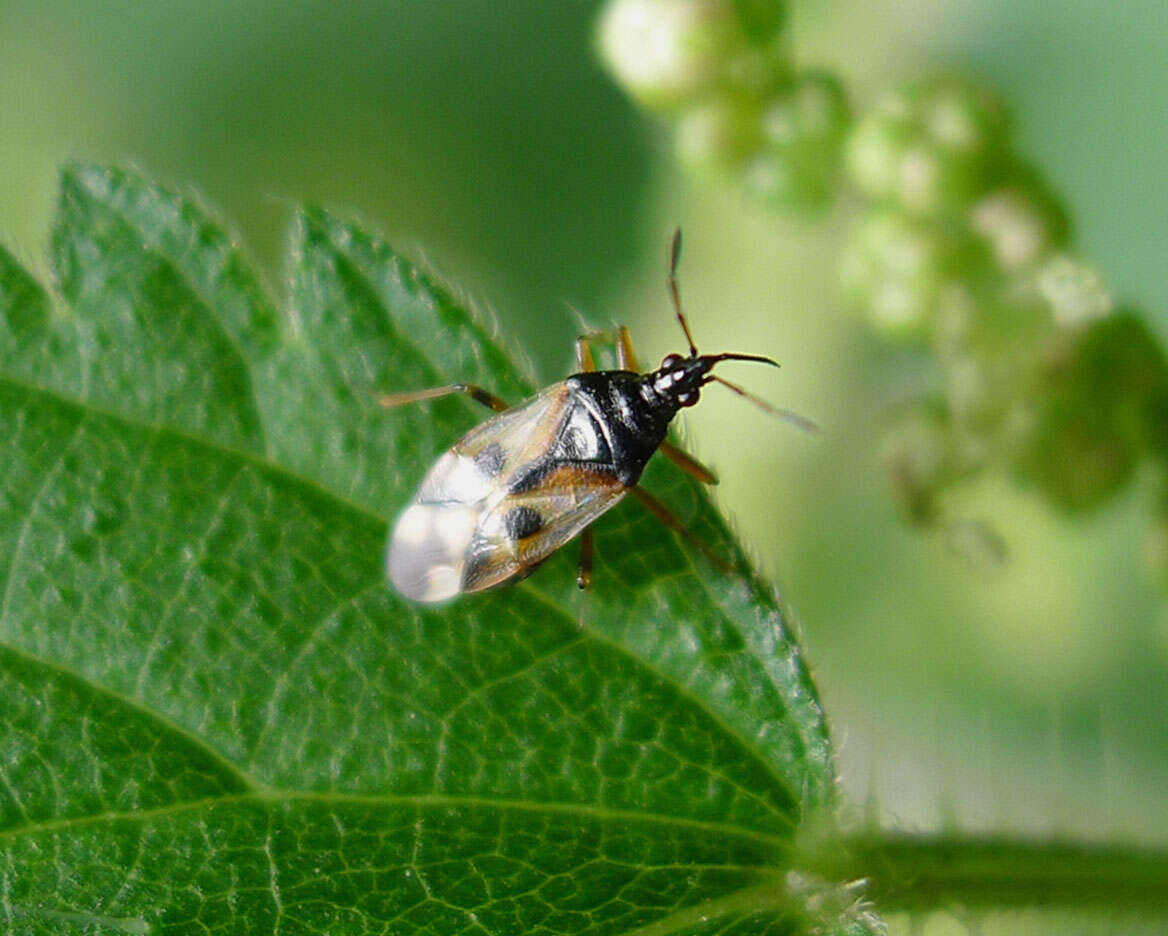 Image of Common flowerbug