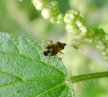 Image of Common flowerbug