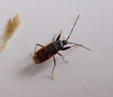 Image of seed bugs