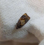 Image of red-barred tortrix