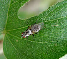 Image of Anthomyia pluvialis (Linnaeus 1758)