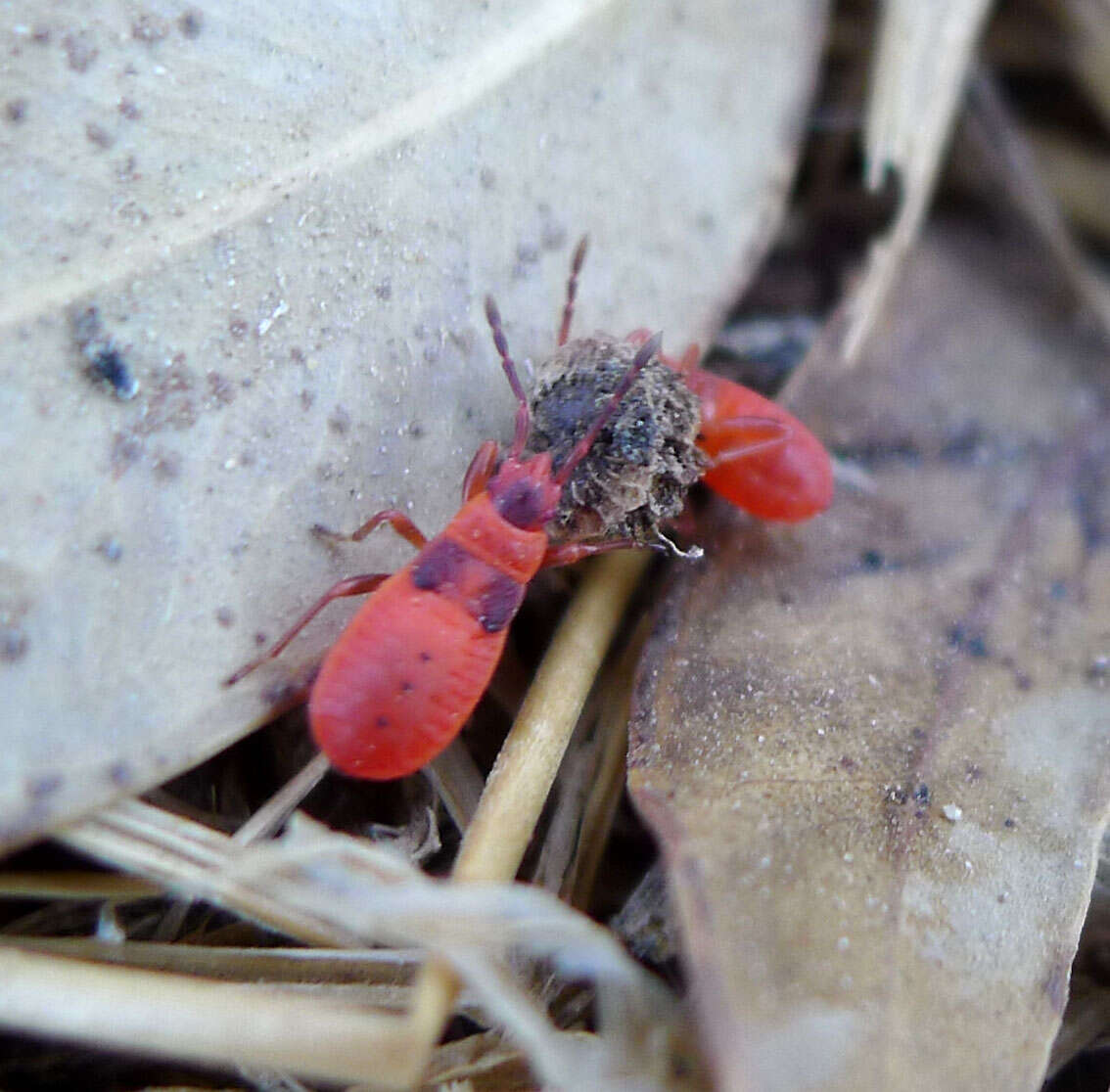 Image of Pyrrhocoris