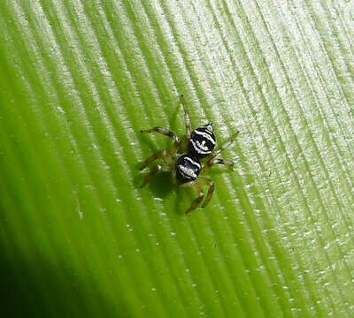 Image of jumping spiders