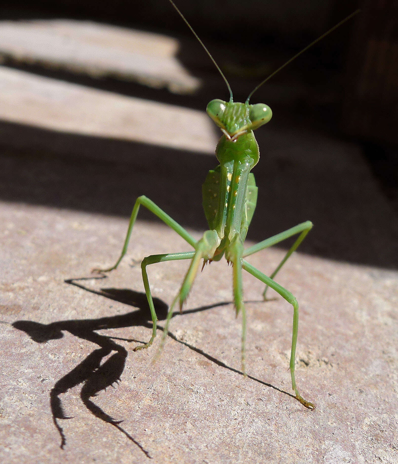 Image of African mantis