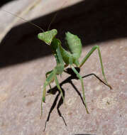 Image of African mantis