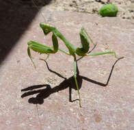 Image of African mantis