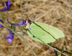 Image of Gonepteryx cleopatra (Linnaeus 1767)