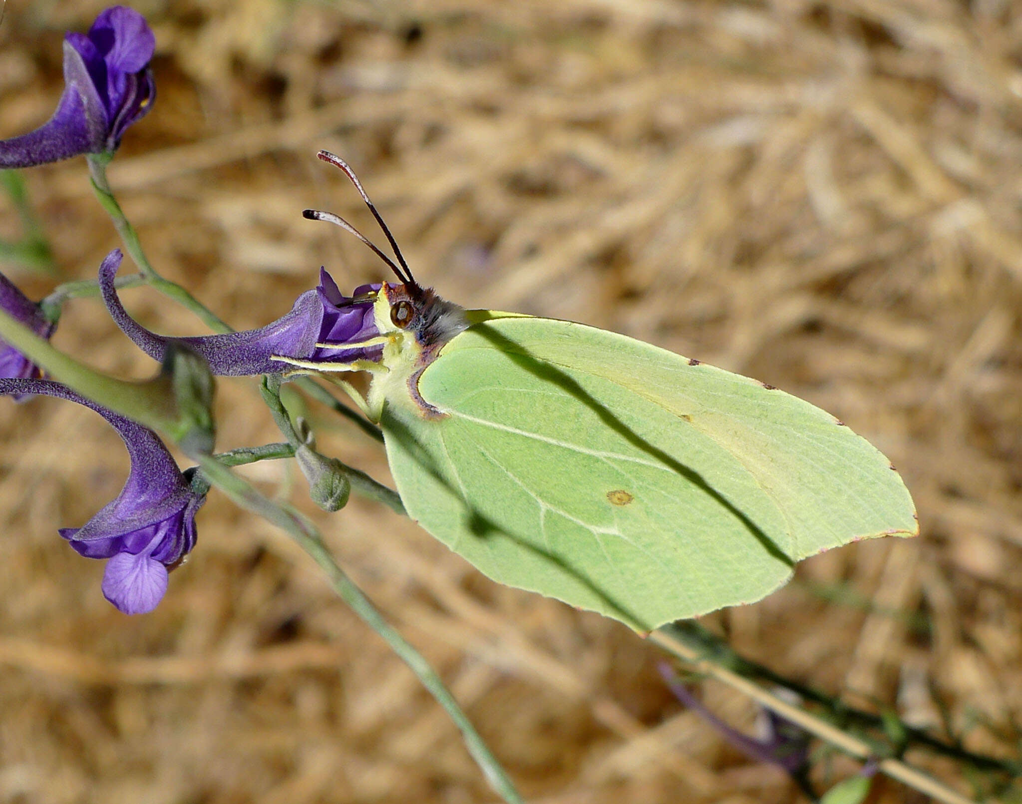 Image of Gonepteryx cleopatra (Linnaeus 1767)