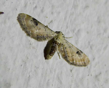 Image of lime-speck pug