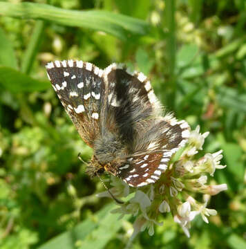 Image of Southern Grizzled Skipper