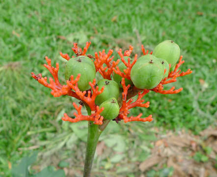 Image of goutystalk nettlespurge