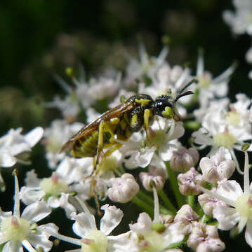 Image of <i>Tenthredo arcuata</i>