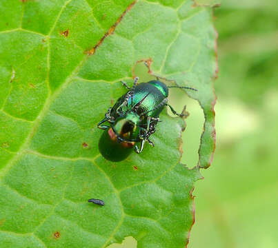 Image of Gastrophysa viridula