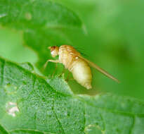 Image of biting midges