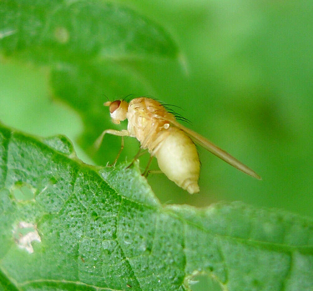 Image of biting midges