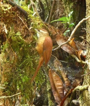 Image of Ruddy Treerunner