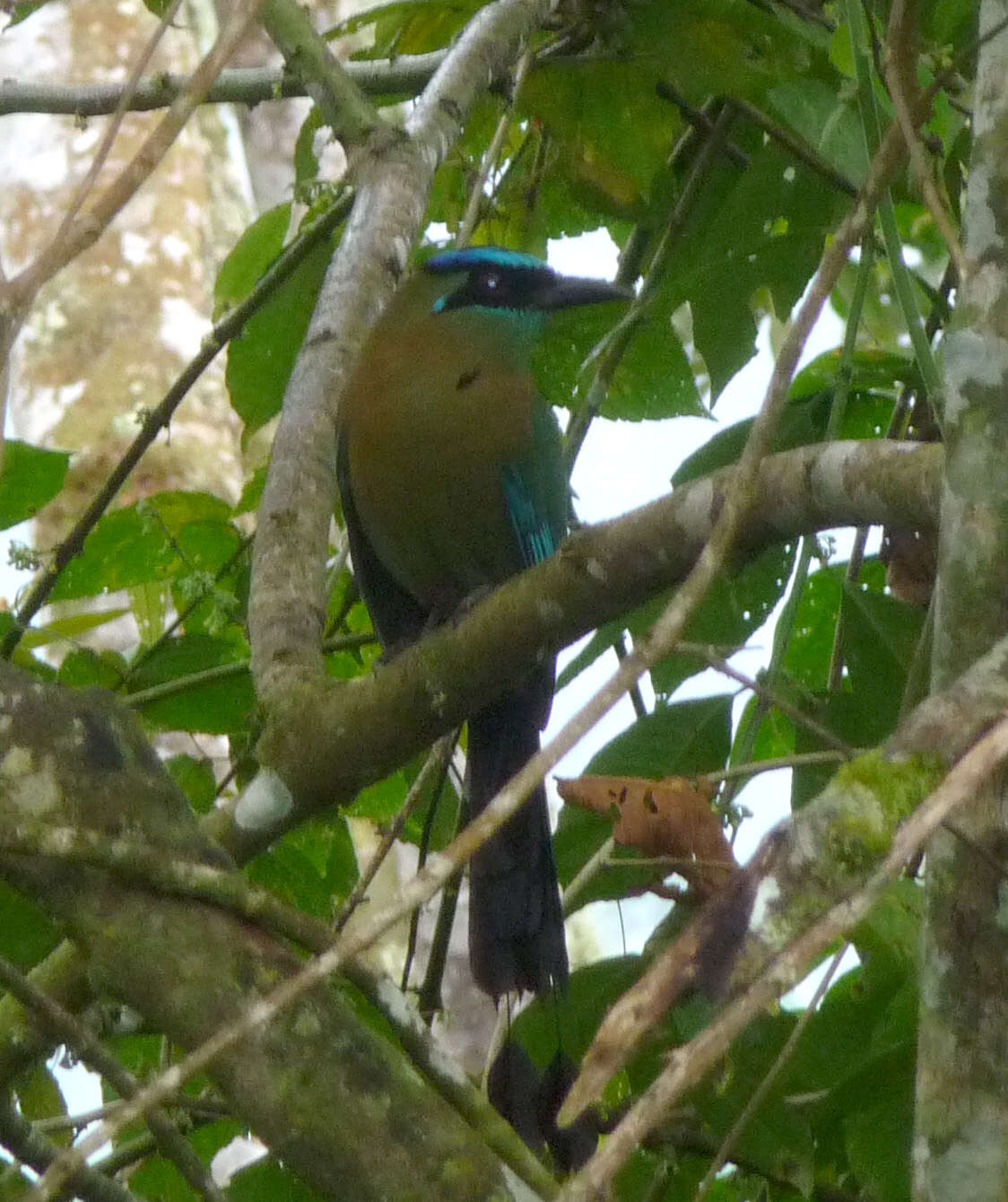 Image of Amazonian Motmot