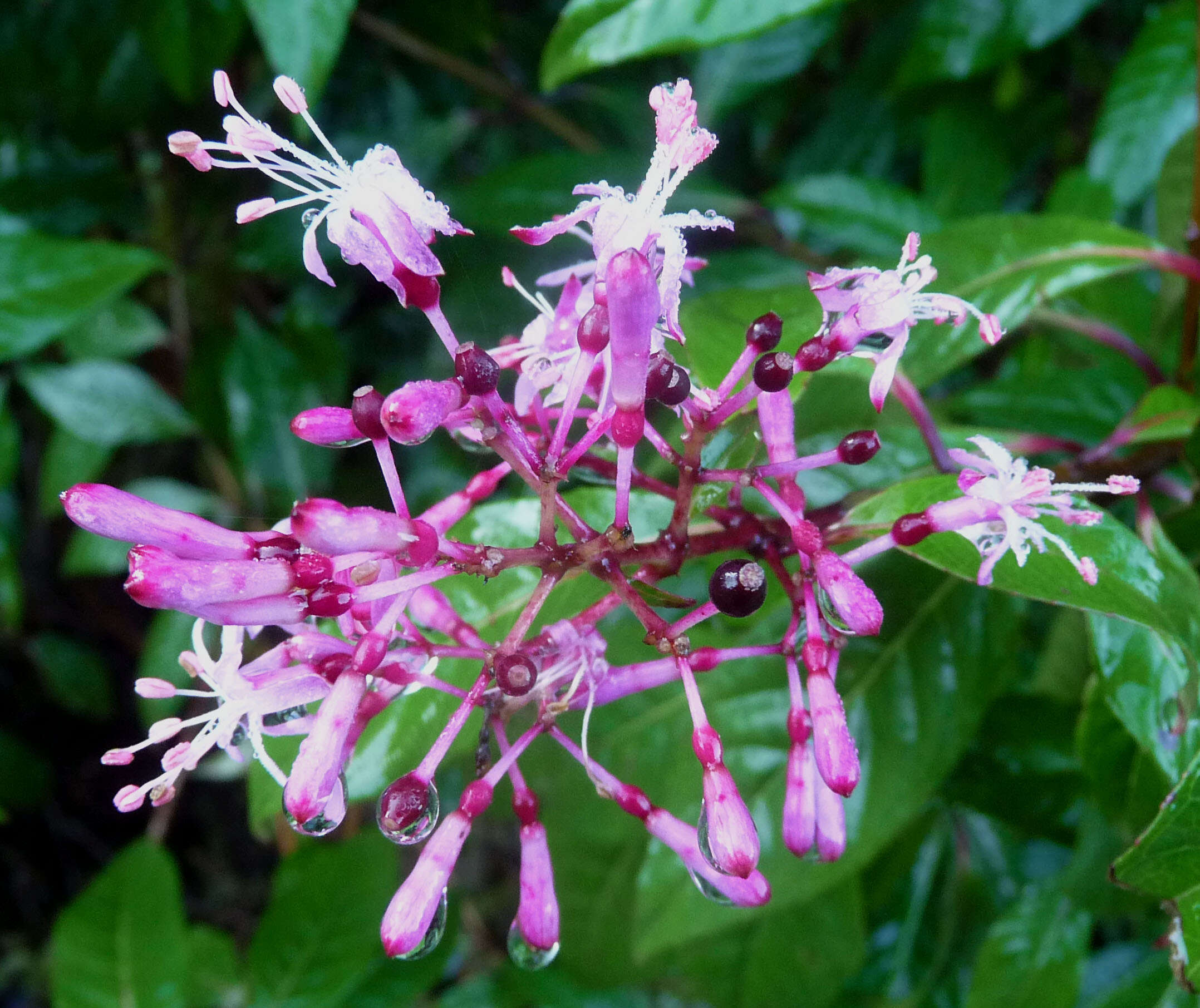 Image of shrubby fuchsia