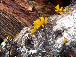 Image of Calocera cornea (Batsch) Fr. 1827