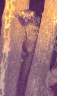 Image of Common palm civet