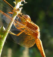 Image of Neurothemis intermedia (Rambur 1842)