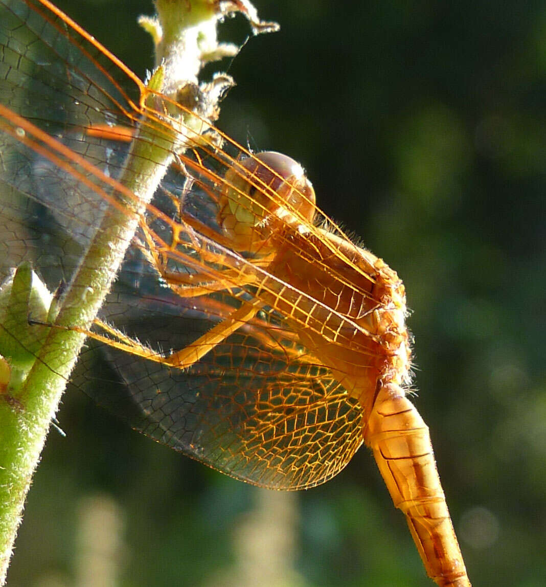 Image of Neurothemis intermedia (Rambur 1842)