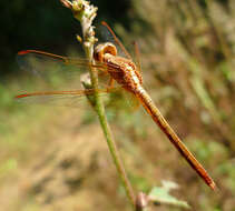 Image of Neurothemis intermedia (Rambur 1842)