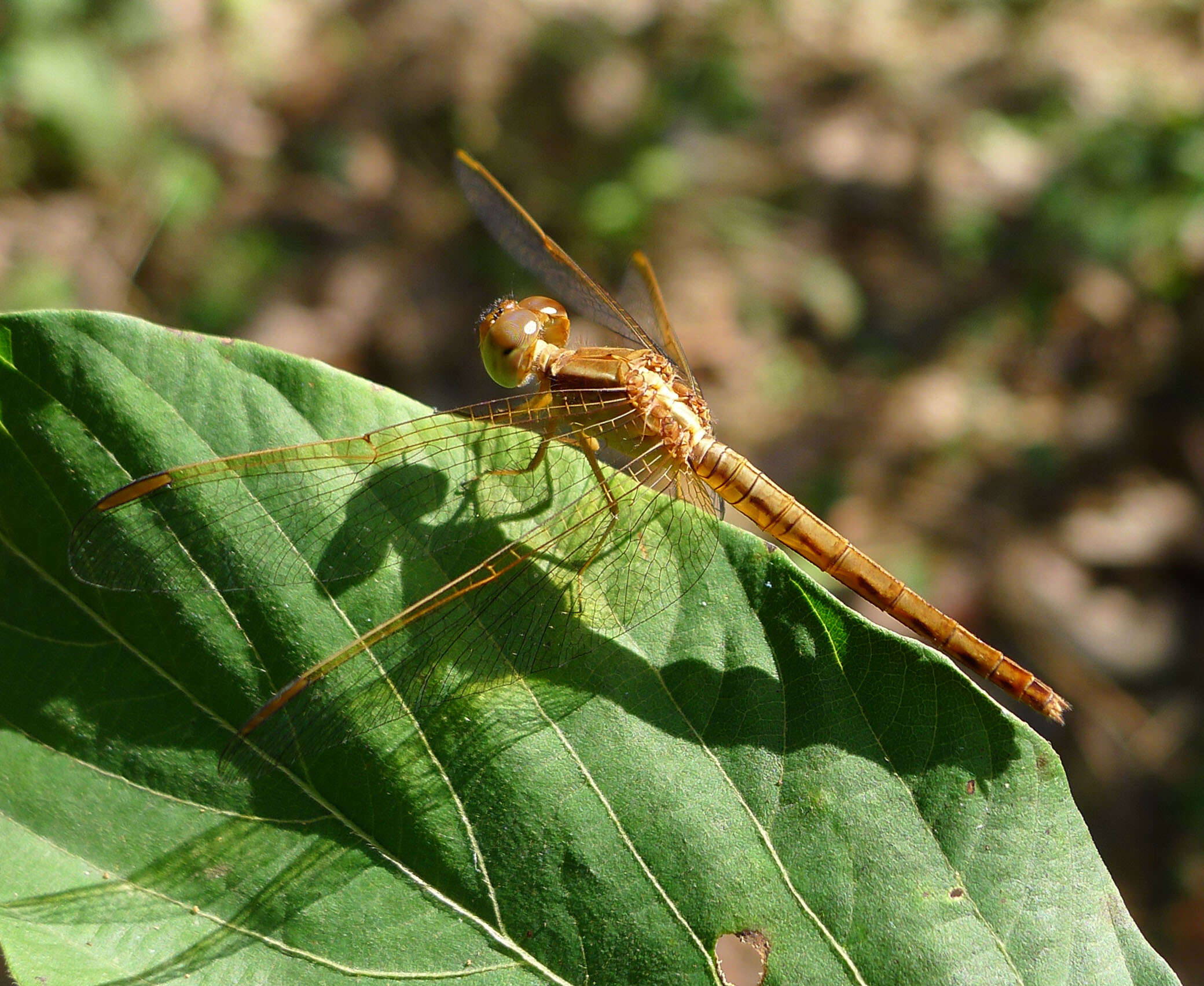 Image of Neurothemis intermedia (Rambur 1842)