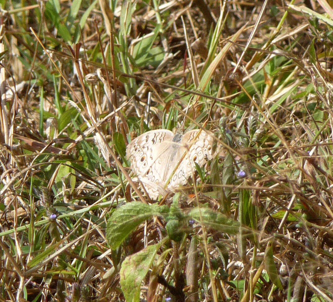 Plancia ëd Junonia atlites Linnaeus 1763