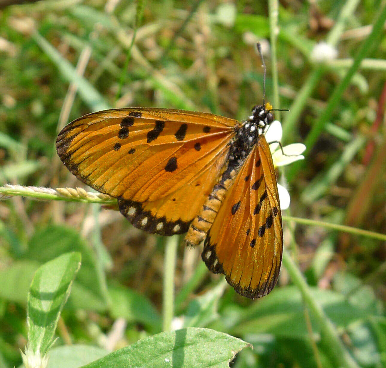 Image of Acraea terpsicore