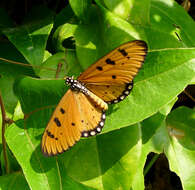 Image of Acraea terpsicore