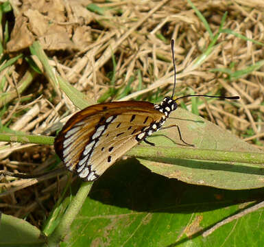 Image of Acraea terpsicore