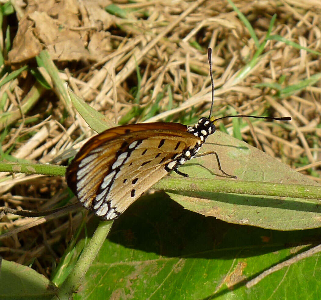 Image of Acraea terpsicore