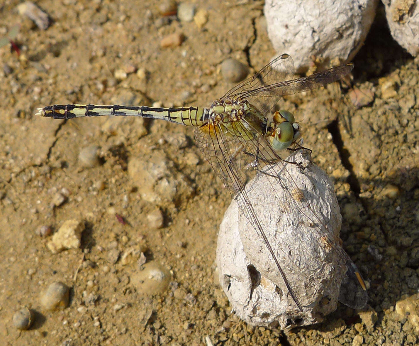 Image of Diplacodes trivialis (Rambur 1842)