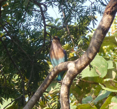 Image of Indian Roller