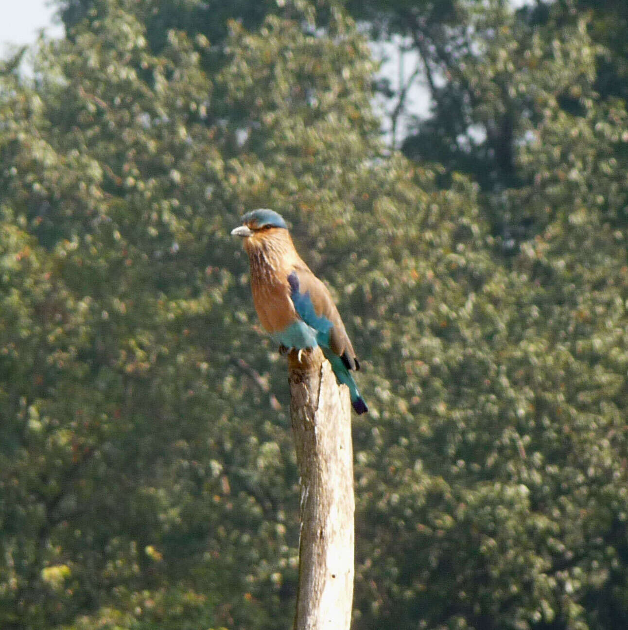 Imagem de Coracias benghalensis (Linnaeus 1758)