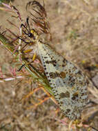 Image of Palpares libelluloides (Linnaeus 1764)