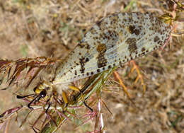 Image of Palpares libelluloides (Linnaeus 1764)