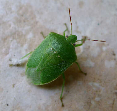 Image of Southern green stink bug