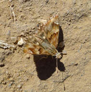 Image of Mallow Skipper