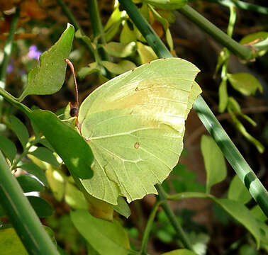 Image of Gonepteryx cleopatra (Linnaeus 1767)