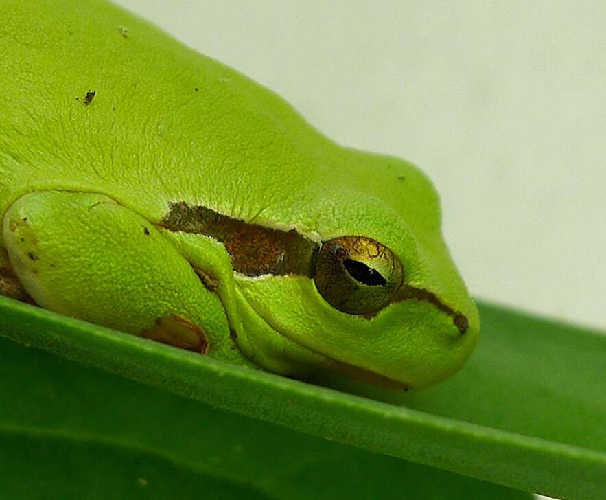 Image of Mediterranean Tree Frog