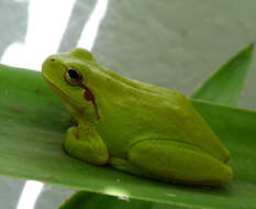 Image of Mediterranean Tree Frog