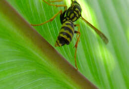 Image of twisted-winged parasites