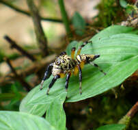 Image of jumping spiders