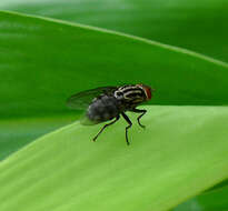 Image of flesh flies