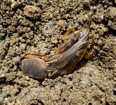 Image of European Mole Cricket