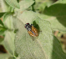 Image of House fly