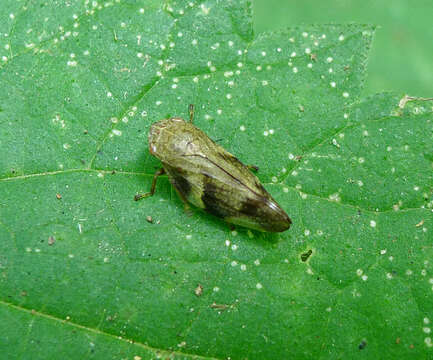 Image of European Alder Spittlebug